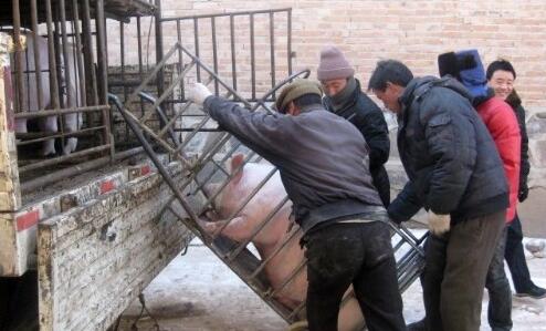 卖猪需谨慎!猪贩卷走千头生猪款200多万元……