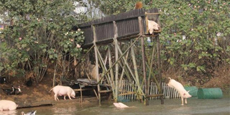 养猪有奇招:为提品质逼猪跳水 听音乐的猪卖好价
