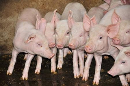 疫苗也难防腹泻？不如试试用初乳解决