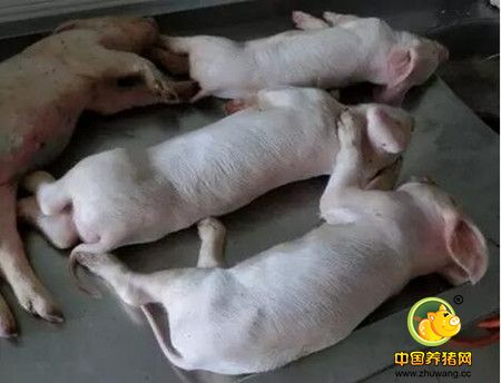 如何科学的诊断和防治猪场伪狂犬病?