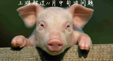 预计本轮猪价回涨有望持续超过11月中旬