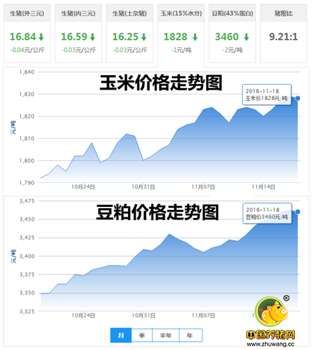 11月18日猪评：莫慌!猪价的下跌只是为了后期的上涨