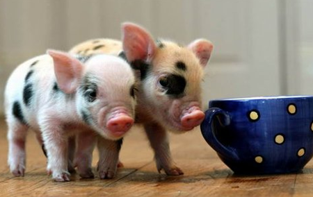 猪病是“看”出来的！