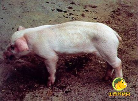 专家表示：猪细小病毒主要临床表现为这四类!