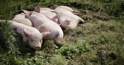 猪身上的“一锭金”，国人直呼恶心，日本人竟喜欢生吃！