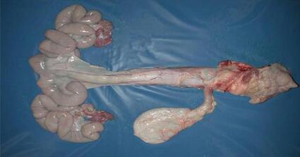 猪身上的“一锭金”，国人直呼恶心，日本人竟喜欢生吃！