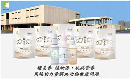 等同青菜野草的喂猪方法，真的有吗？