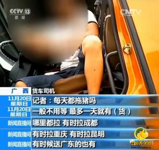 一天上万头偷渡中国!央视揭越南生猪走私利益链!