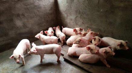 用"老经验"均增收9万元,46对夫妻猪倌户是如何做到的?