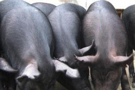 长途贩运猪苗应激综合征的预防措施