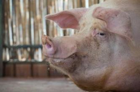 原来引发猪“无名高热”的罪魁祸首在这?