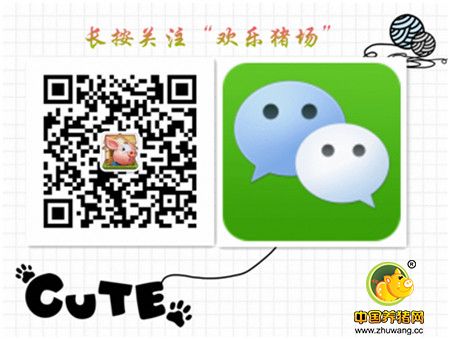 被猪贩骗了?来看看黑心商怎么行骗的