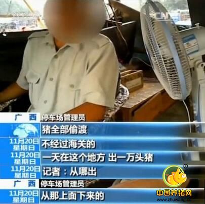 猪价平稳莫恐慌!央视曝光越南走私猪获赞!
