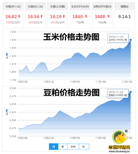 11月22日猪评：“清理跑道”、“发动引擎”，猪价要起飞?