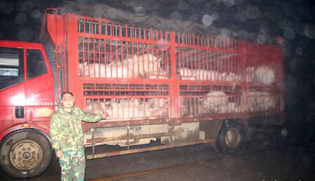 走私猪究竟有多厉害？今年广西查获走私猪26.26万头