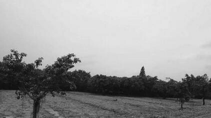 广东关闭养殖场814户，清拆养殖场面积约82.19万平米