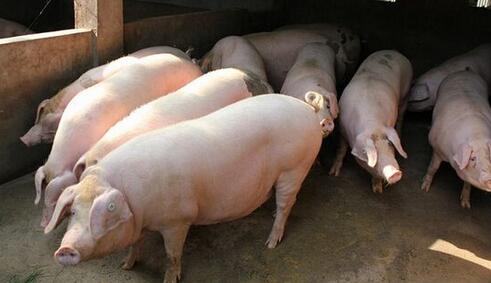 官方回应越南走私生猪流入四川:将严查绝不姑息