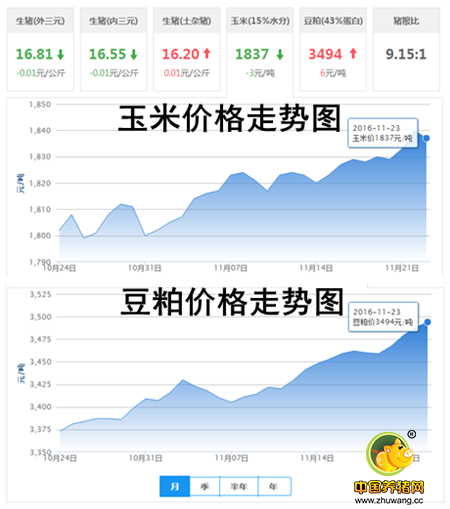 11月23日猪评：天冷吃猪肉御寒? 猪价上涨将是主流行情!