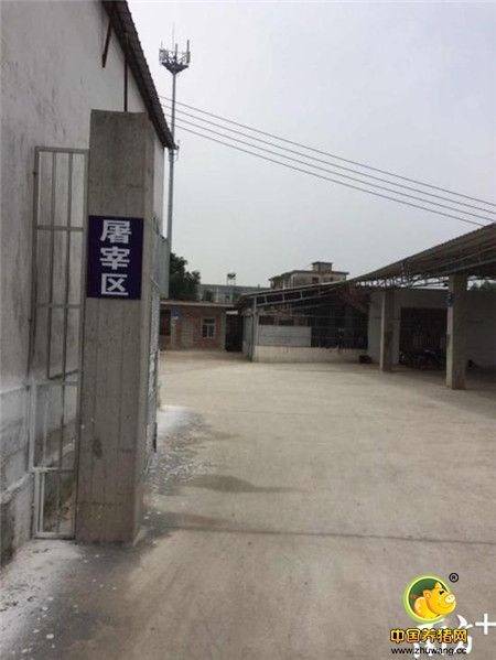 屠商“罢市”，广东廉江市民跨省买猪肉，这是肿么啦？