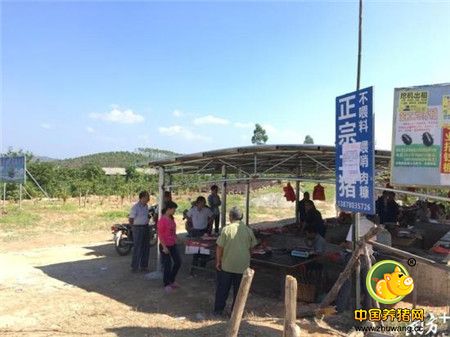 屠商“罢市”，广东廉江市民跨省买猪肉，这是肿么啦？