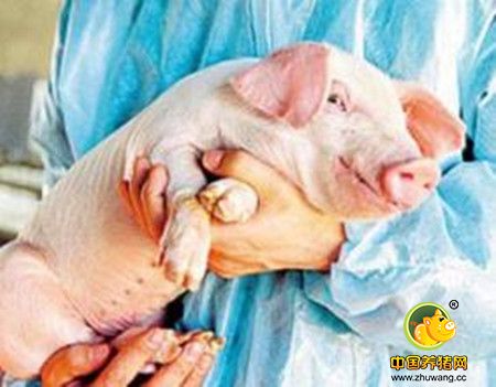 猪腹泻原因及防控思路