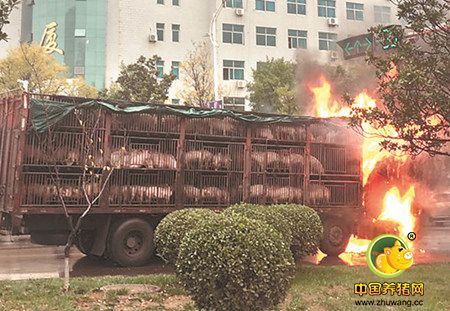 运猪车突然起火 200多头活猪变“烤猪”