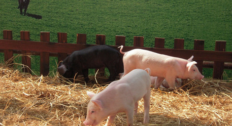 降雪天气作用运输效率，你的豆粕运到家了没？