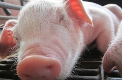 团伙盗窃猪崽171头，你绝对想不到他们是怎么潜入猪舍的