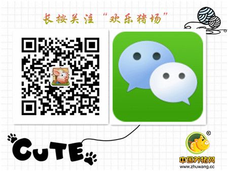 [欢乐猪场]仔猪生长速度慢?源头都在这里!