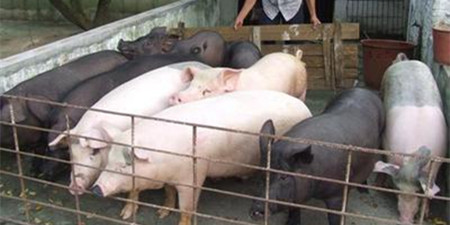 驻村干部垫资 养猪农户赚钱