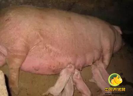 母猪产后体质衰弱，产仔后四肢不能站立发生产后瘫痪，如何治疗？