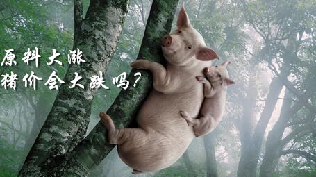 饲料原料价格大涨会否再次引发猪价大跌?