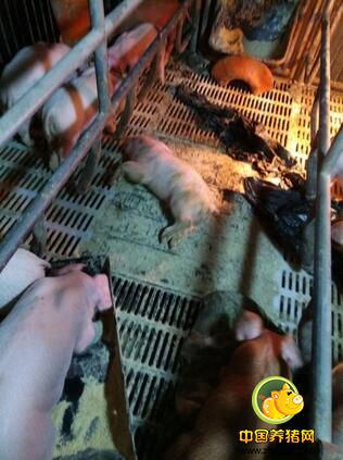 农村爷俩养猪,真情一幕感动所有人,放弃还是坚持?