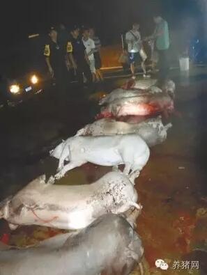 解气!又一条私宰猪违法链条被连根拔起!