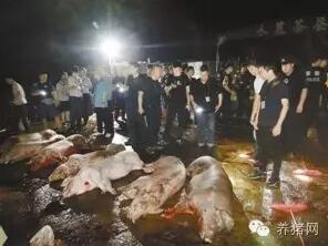 解气!又一条私宰猪违法链条被连根拔起!