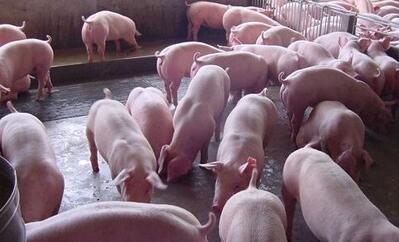 一篇文章盘点最近的生猪行业所有大新闻