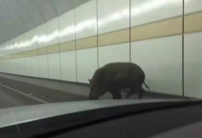 正面撞奔驰！车坏了，猪没死，杭州人朋友圈已炸