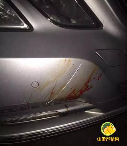 正面撞奔驰！车坏了，猪没死，杭州人朋友圈已炸