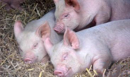 迅速诊断5类猪病，帮您获得更大利润