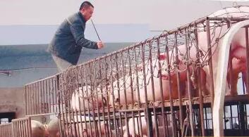 养猪人别再被骗了!教你如何破解猪贩子收猪时的奥秘