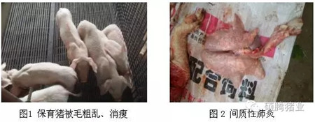 “瑞兰安”对PRRS阳性生长猪群免疫效果怎样？答案在这里！