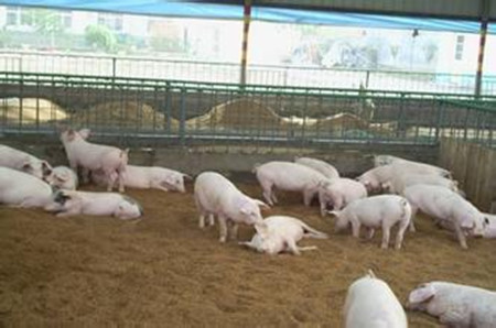 常见猪呼吸系统疫病的鉴别和防治技术