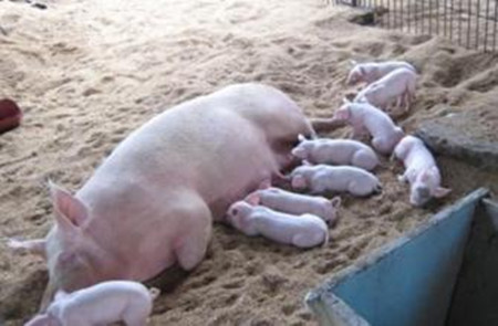 养猪窍门儿，偏方巧治猪病