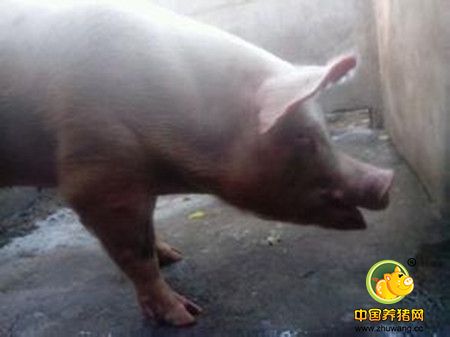 高手告诉你解决猪发烧41°的方法