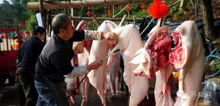 紧急通知！养猪人请速速回老家！因为马上就要…