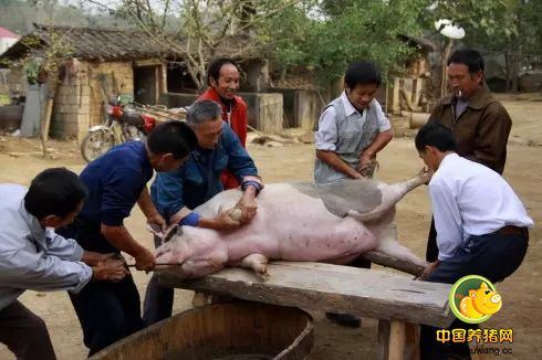 紧急通知！养猪人请速速回老家！因为马上就要…