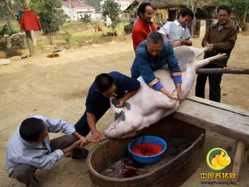 紧急通知！养猪人请速速回老家！因为马上就要…