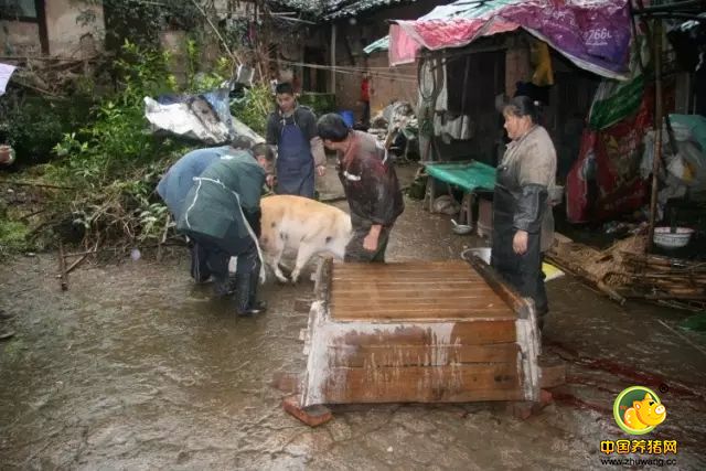 紧急通知！养猪人请速速回老家！因为马上就要…