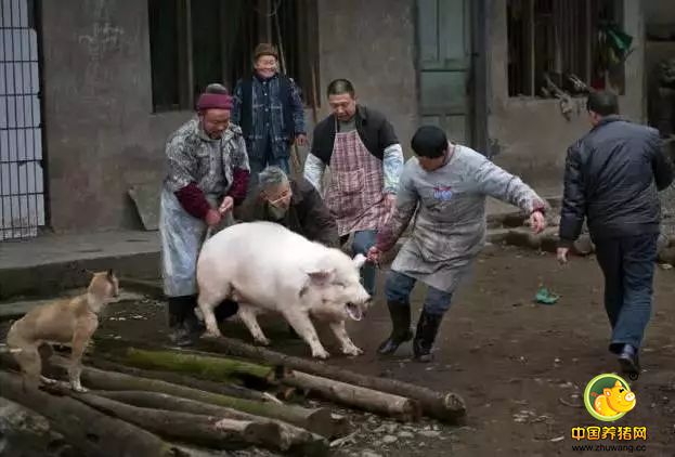 紧急通知！养猪人请速速回老家！因为马上就要…