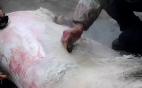 紧急通知！养猪人请速速回老家！因为马上就要…